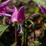 Associer l'Erythronium