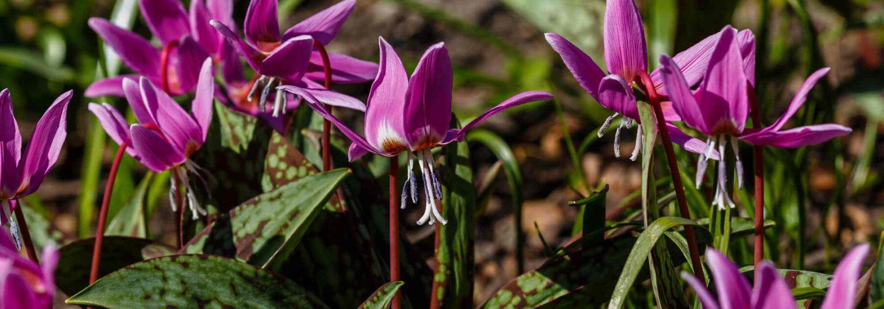 Associer l'Erythronium