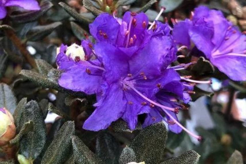 rhododendrons nains 