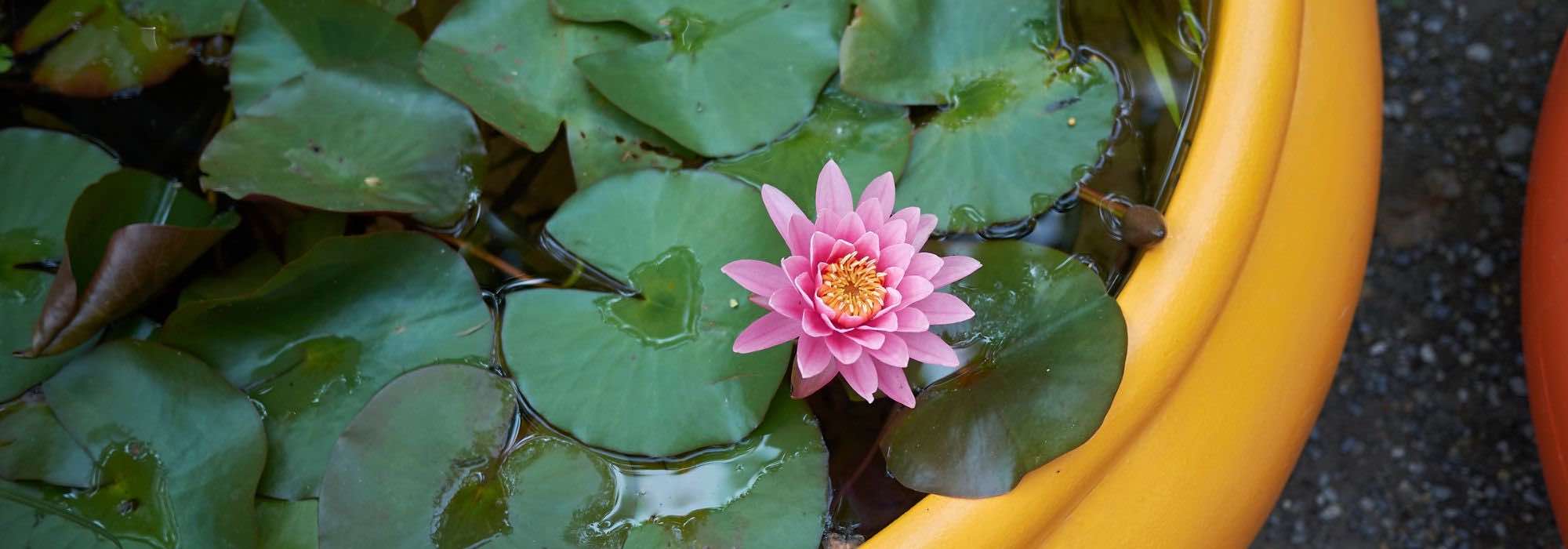 Installer un nénuphar dans un petit bassin sur un balcon ou une terrasse