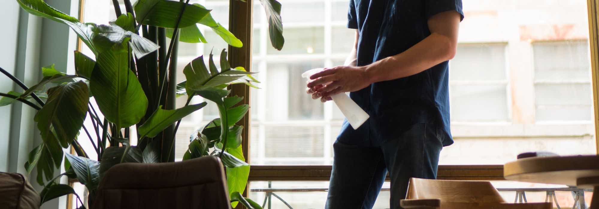 Brumiser les plantes d'intérieur