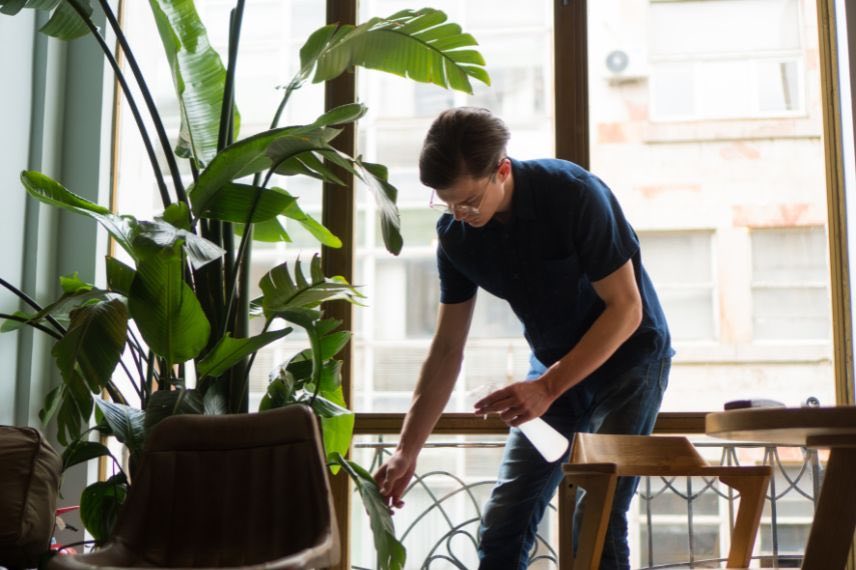 humidité interieur plantes