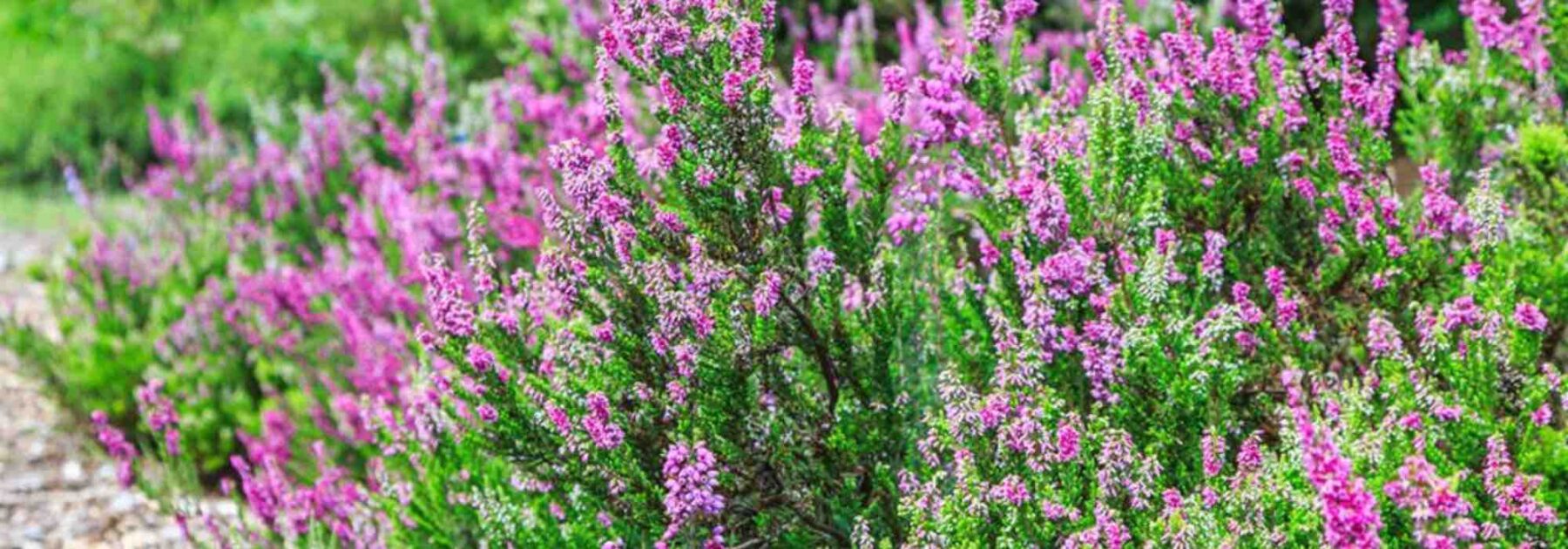 7 bruyères d’hiver persistantes à planter en couvre-sol