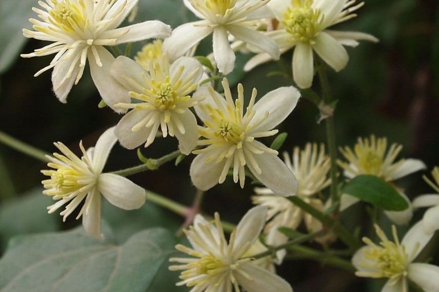 Clematis vitalba