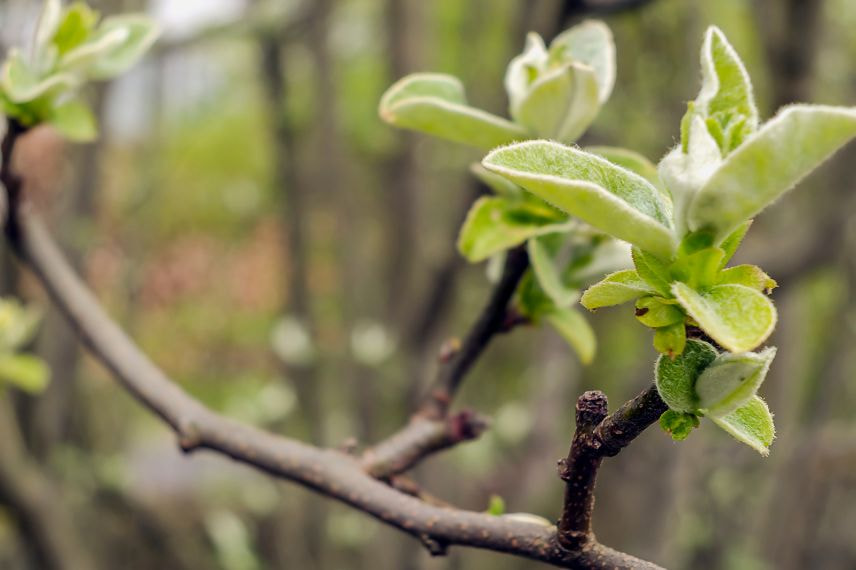 cognassier sans fruits 