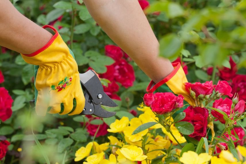 fleurs à couper du jardin