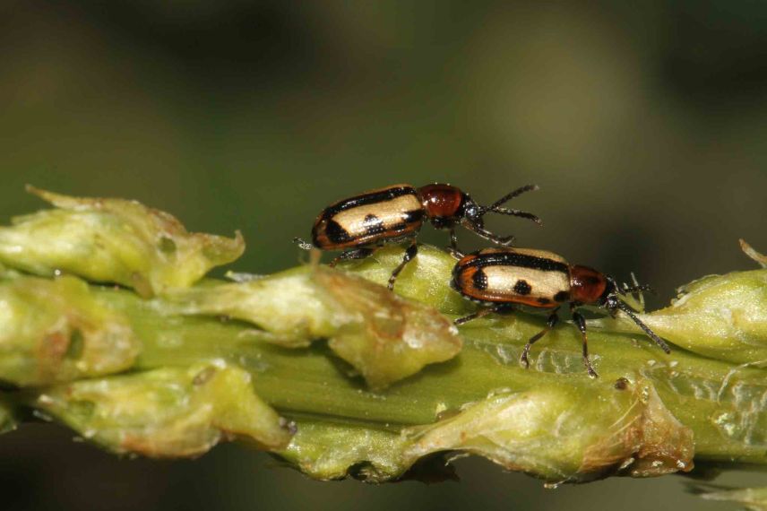 parasites asperges