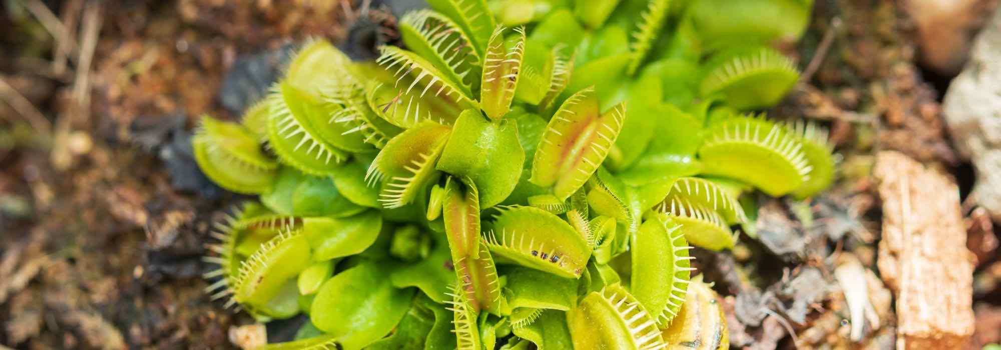 Tout savoir sur la culture des plantes carnivores