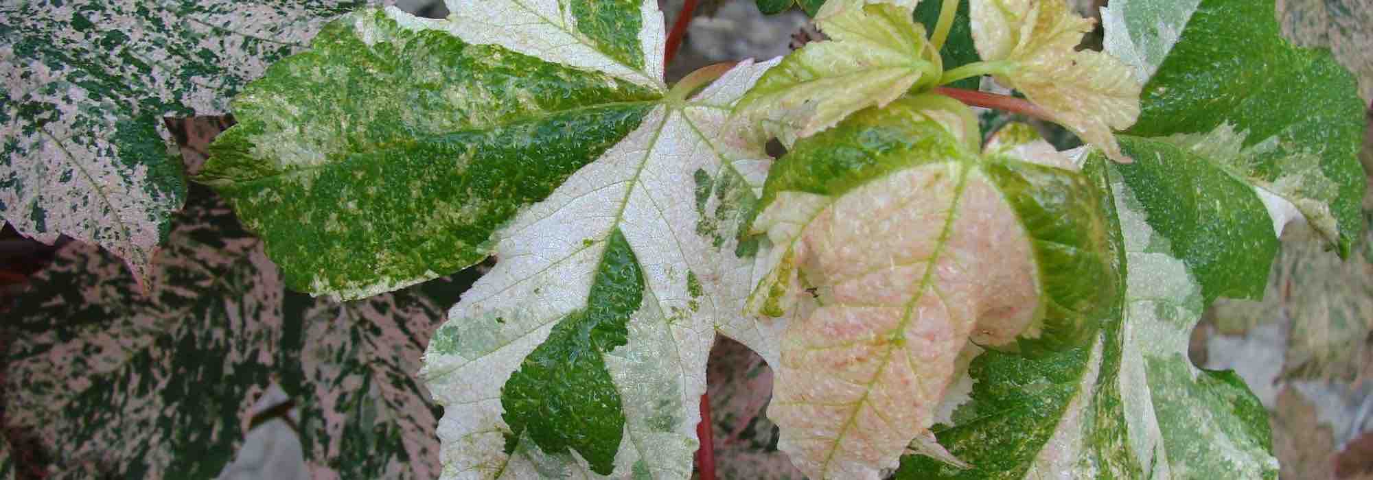 5 érables pour petit jardin 