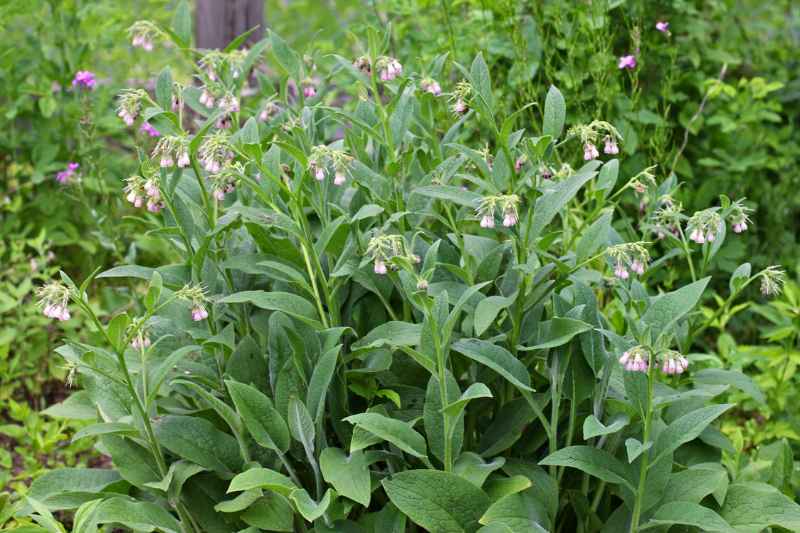 symphytum utilisation bienfaits jardin potager