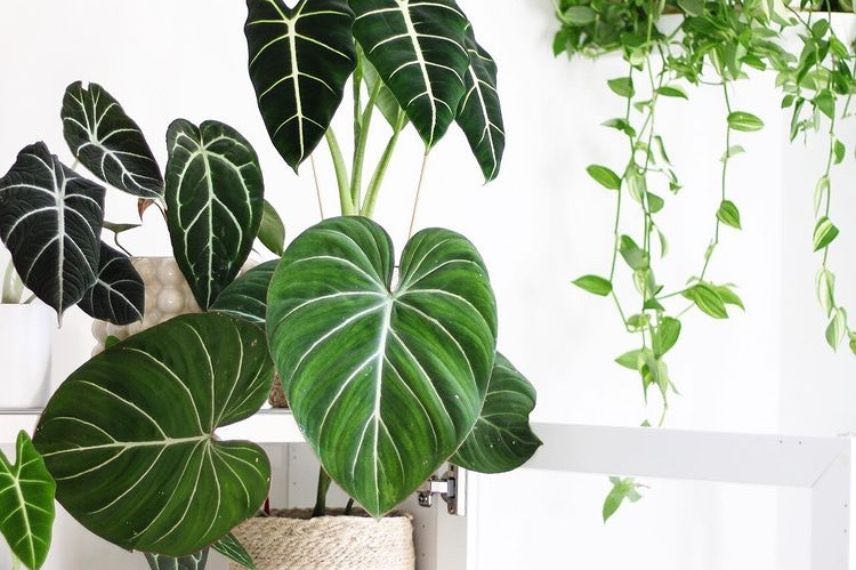 plantes interieur