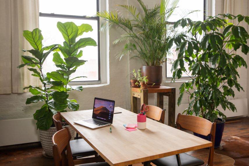 6 plantes à adopter au bureau pour un espace de travail green