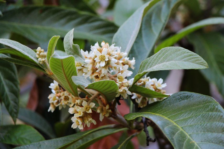 floraison néflier du Japon