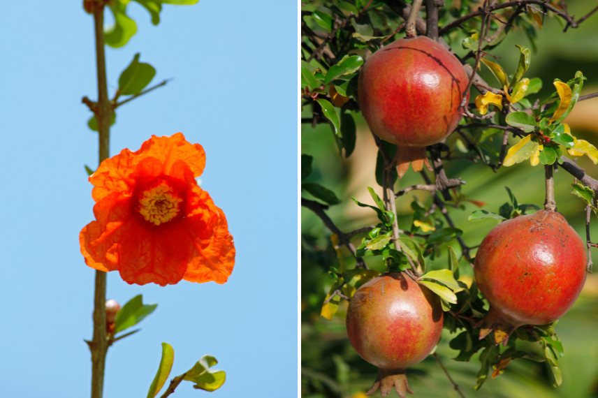 fruitiers sol calcaire