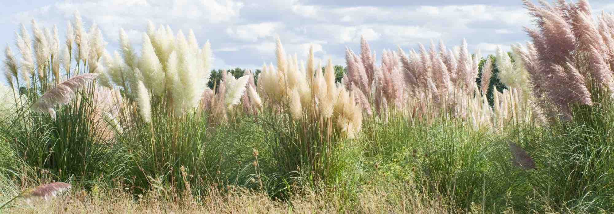 Herbe de la pampa envahissante : comment limiter l’expansion ou l’éliminer ?