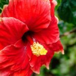 Cultiver l'hibiscus d'intérieur