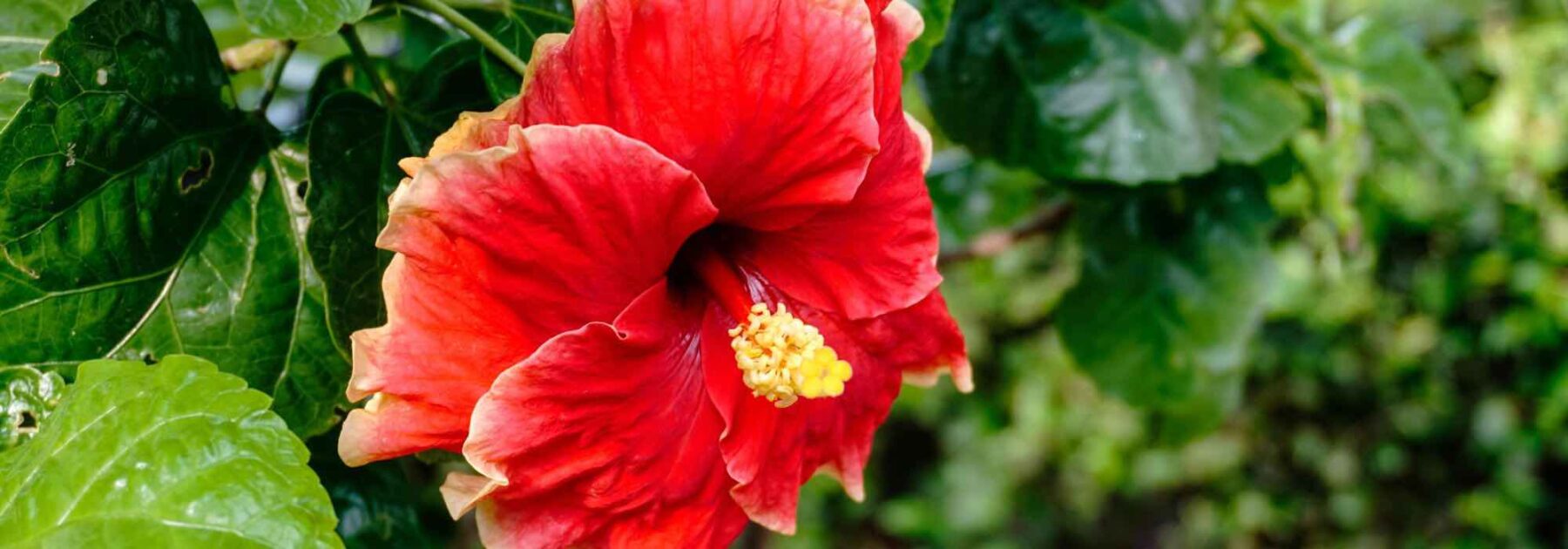 Cultiver l'hibiscus d'intérieur