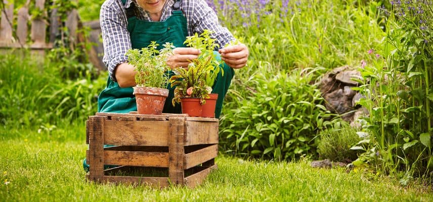 observation des plantes