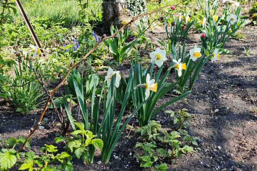 planter les bulbes en automne pour le printemps