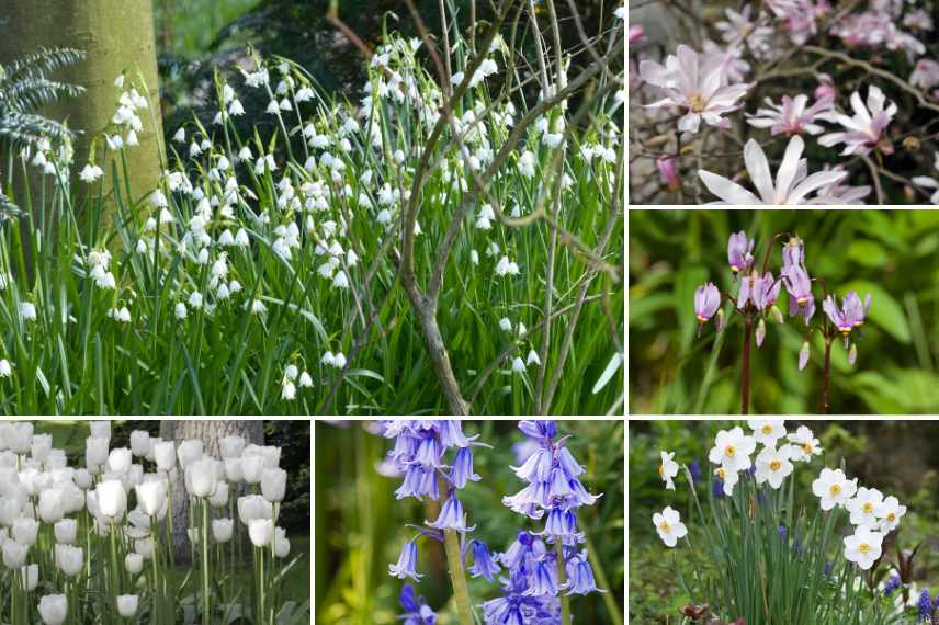 niveole dans jardin de campagne