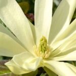 7 magnolias à floraison parfumée