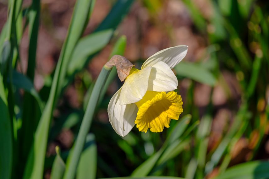 entretien bulbes de printemps