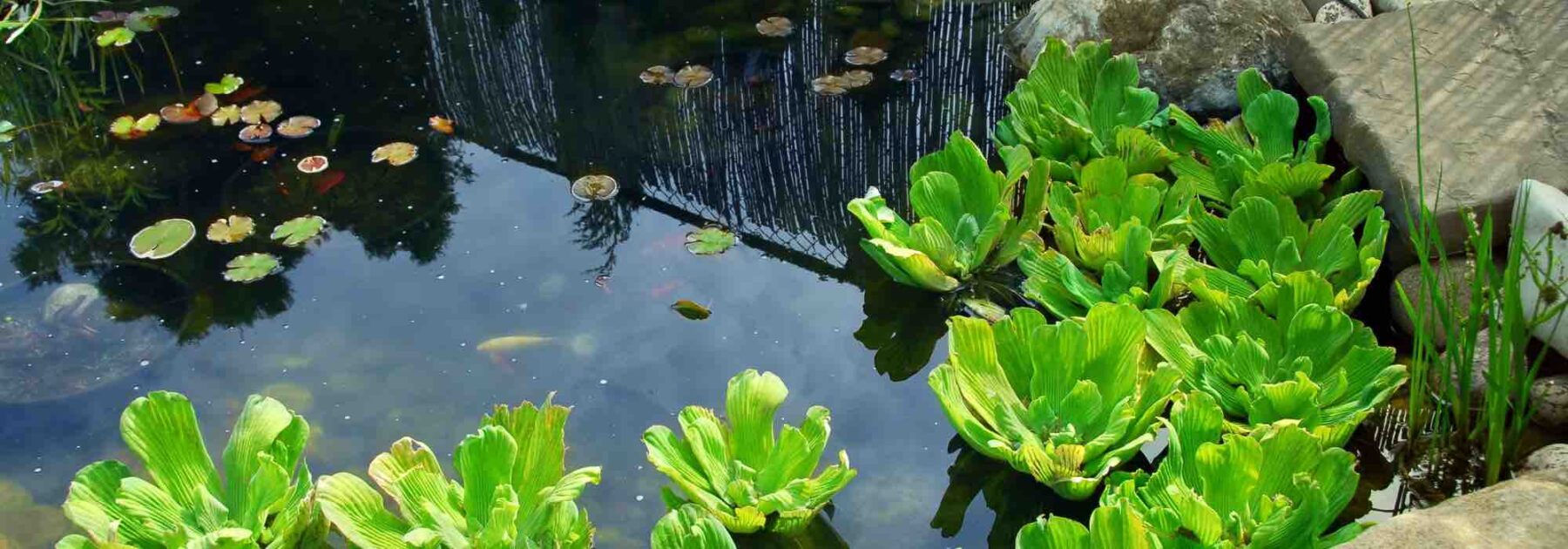 Entretenir un bassin de jardin en hiver