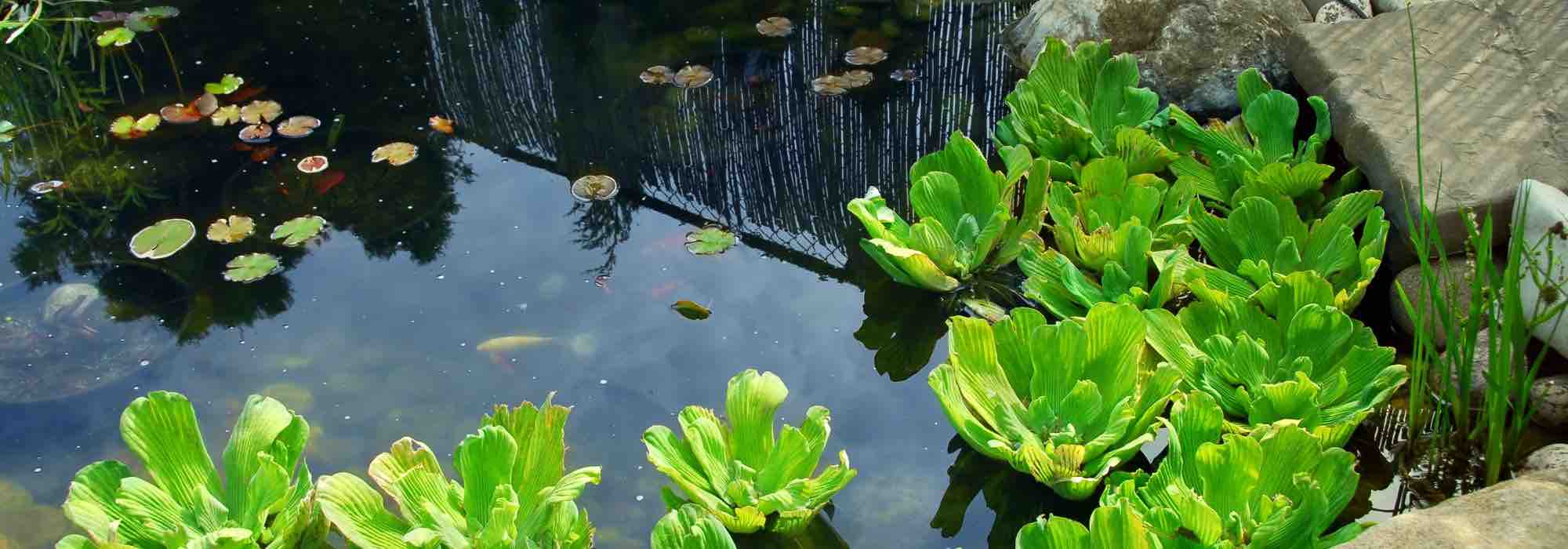 Entretenir un bassin de jardin en hiver