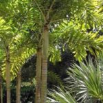 7 palmiers XXL pour grand jardin