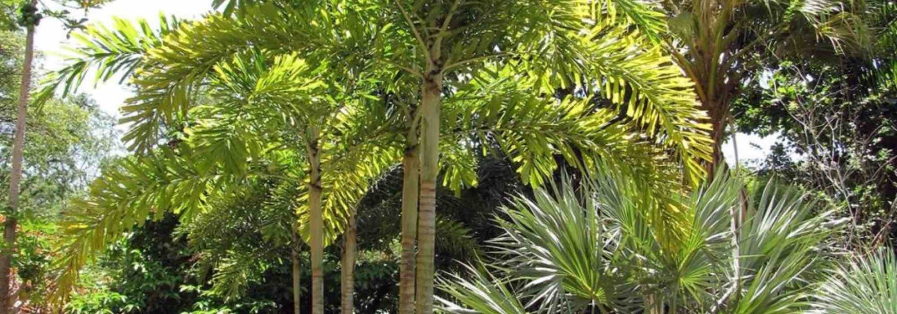 7 palmiers XXL pour grand jardin