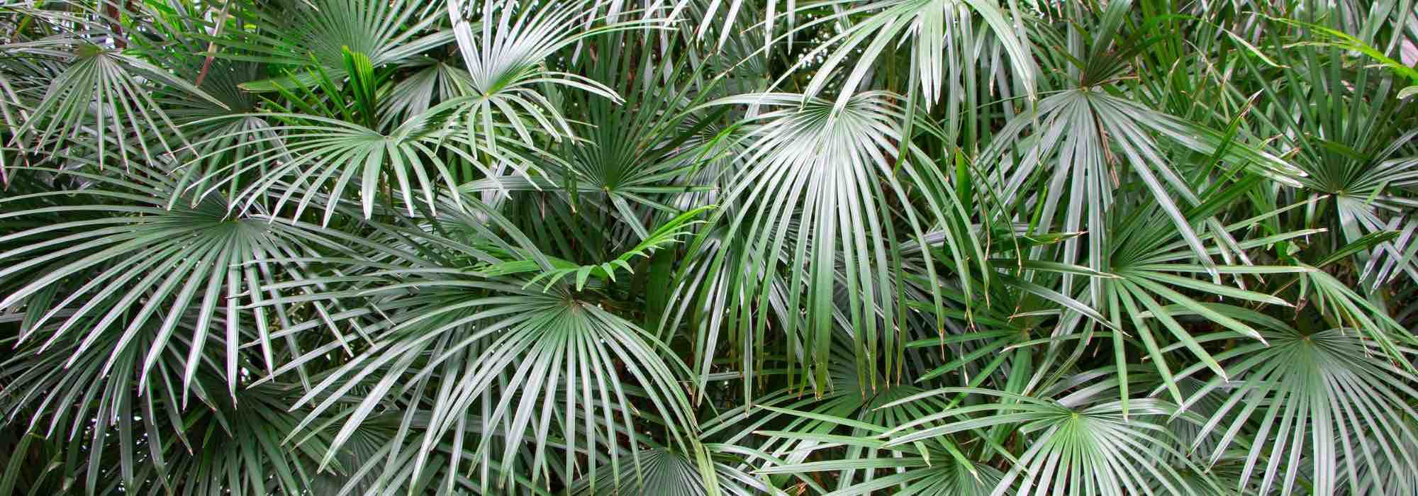 7 palmiers nains pour terrasse, balcon ou petit jardin