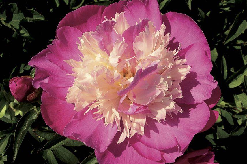 pivoine itoh