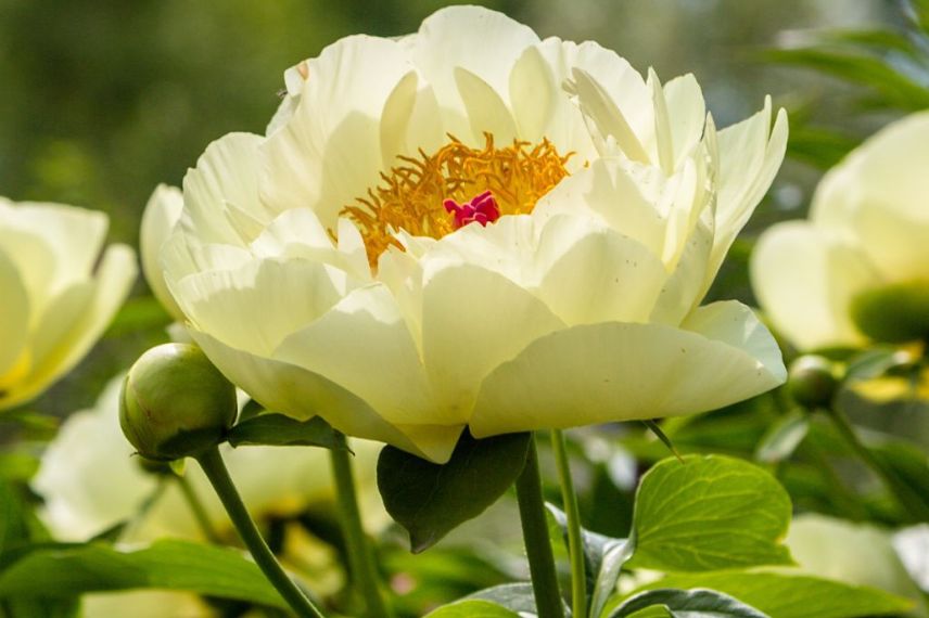 paeonia