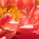 Tout savoir sur les Pivoines : types, histoire et symbolique des couleurs