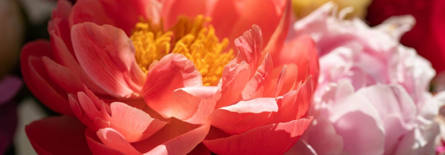 Tout savoir sur les Pivoines : types, histoire et symbolique des couleurs