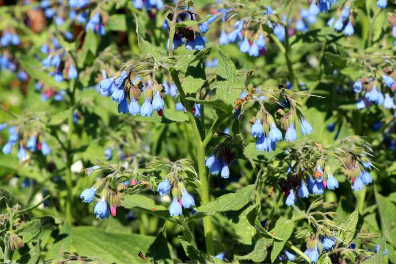 Consoude bleue - Symphytum azureum