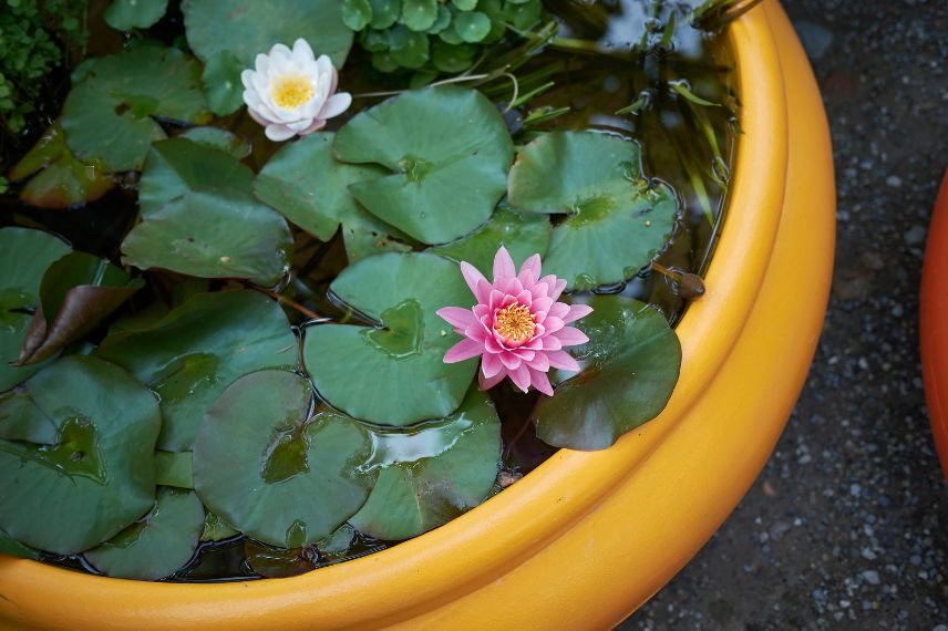 planter nenuphar en petit contenant