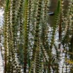 Les plantes aquatiques les plus rustiques 