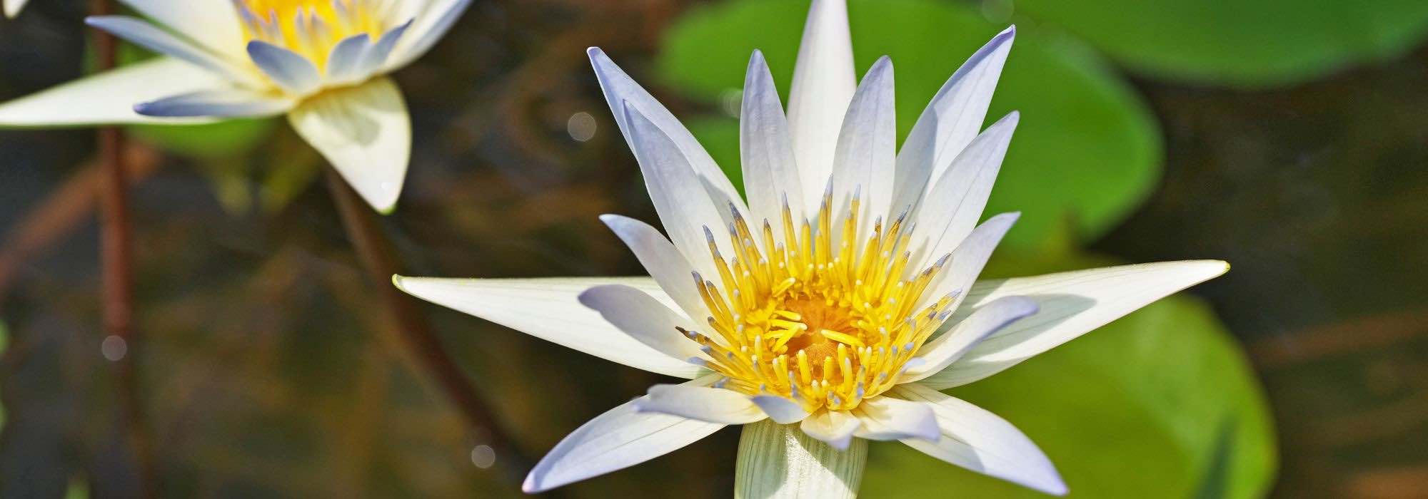 8 types de plantes aquatiques Plantes d'eau douce vivantes, plantes  aquatiques 8 bouquets de plantes différentes, 7 à 10 tiges par bouquet,  environ 60 à 65 tiges -  France