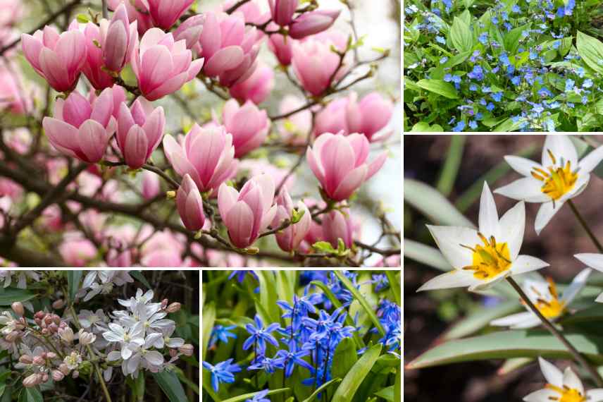 jardin beau debut printemps, floraisons precoces printemps