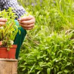 Les plantes nativar, qu’est-ce que c’est ?