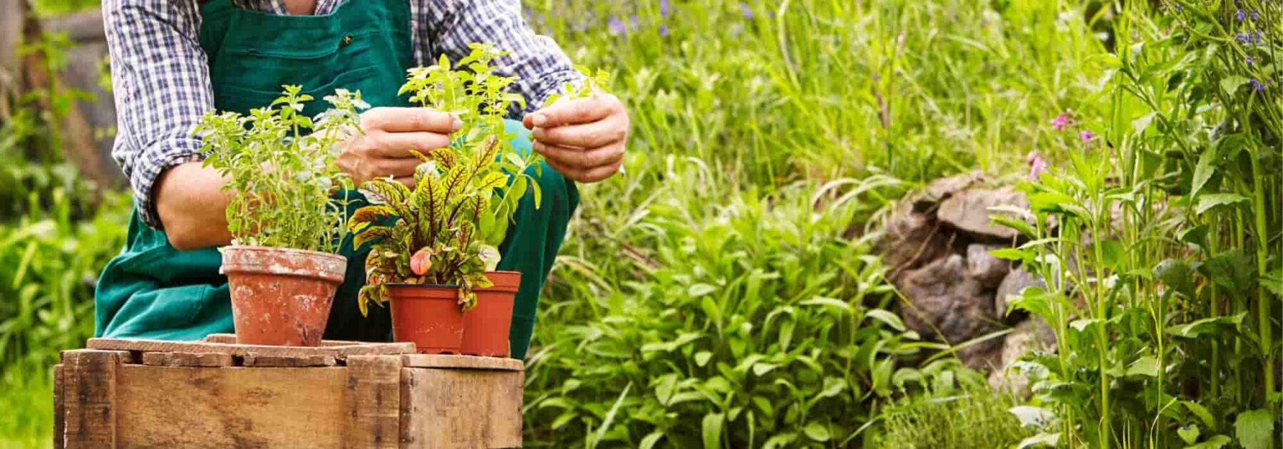 Les plantes nativar, qu’est-ce que c’est ?