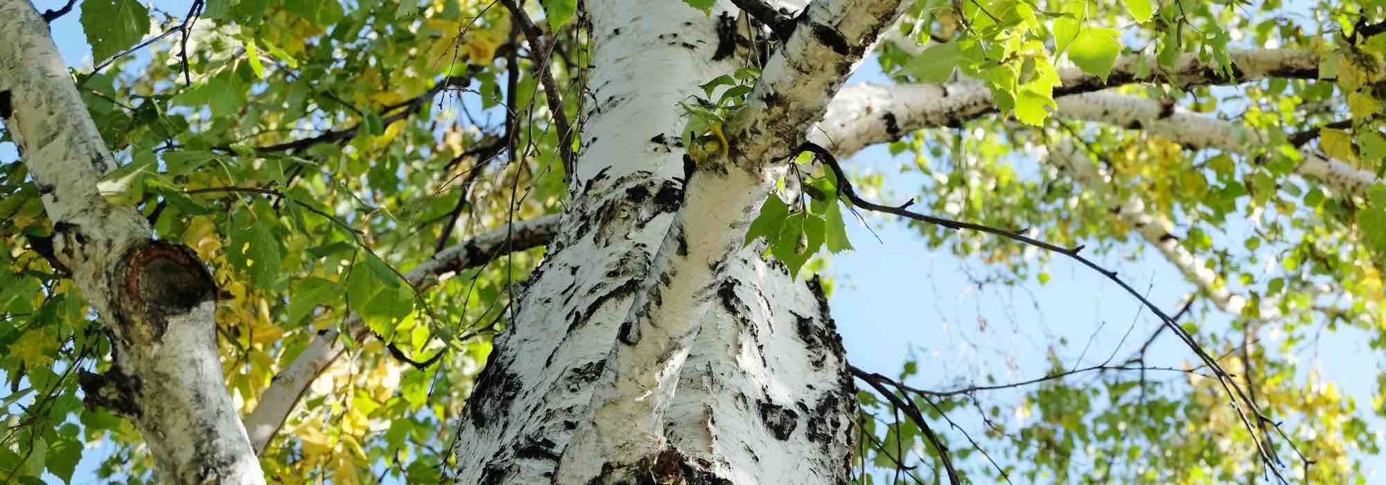 Zoom sur les plantes pionnières, précieuses pour la biodiversité