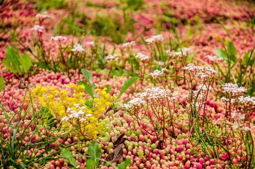 plantes grasses ou de rocaille