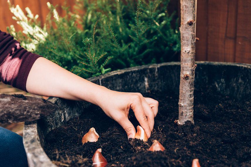 plantation bulbes tulipes