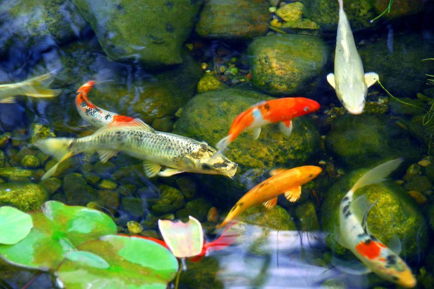 poissons bassin