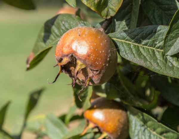 Comment récolter et conserver les nèfles ?