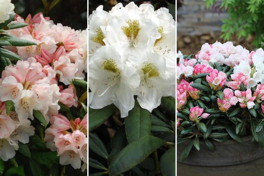 rhododendrons nains petits jardins