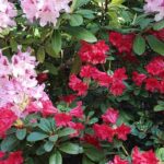 7 rhododendrons nains pour petits jardins et pots