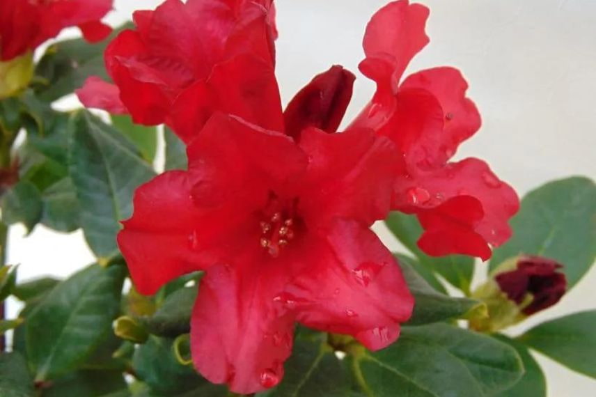 rhododendron nain